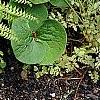 Adiantum aleuticum, habit