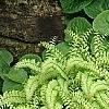 Adiantum aleuticum, habit