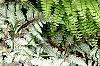 Adiantum aleuticum, habit