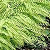 Adiantum aleuticum, habit
