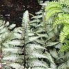 Adiantum aleuticum, habit
