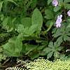 Adiantum aleuticum, habit