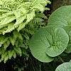 Adiantum aleuticum, habit