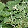 Adiantum aleuticum, habit