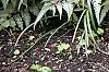 Adiantum aleuticum, habit