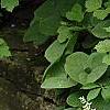 Adiantum aleuticum, habit