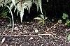 Adiantum aleuticum, habit