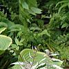 Adiantum aleuticum, habit