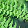 Adiantum aleuticum, leaves