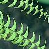 Adiantum aleuticum, leaves