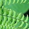 Adiantum aleuticum, leaves
