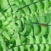 Adiantum aleuticum, leaves