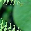 Adiantum aleuticum, leaves