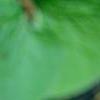 Adiantum aleuticum, leaves