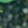 Adiantum aleuticum, leaves