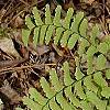 Adiantum pedatum, leaves