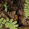 Adiantum pedatum, leaves