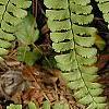Adiantum pedatum, leaves