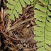 Adiantum pedatum, leaves