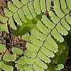 Adiantum pedatum, leaves