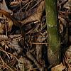 Adiantum pedatum, leaves