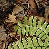 Adiantum pedatum, leaves