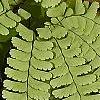 Adiantum pedatum, leaves