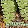 Adiantum pedatum, leaves