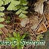 Adiantum pedatum, leaves