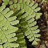 Adiantum pedatum, leaves