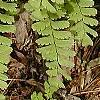 Adiantum pedatum, leaves