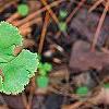 Adiantum pedatum, leaves
