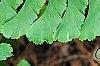 Adiantum pedatum, leaves