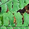 Adiantum pedatum, leaves