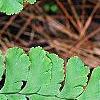 Adiantum pedatum, leaves