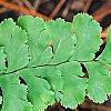Adiantum pedatum, leaves