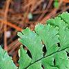 Adiantum pedatum, leaves