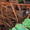 Adiantum pedatum, leaves