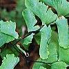Adiantum pedatum, leaves