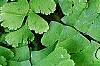 Adiantum pedatum, leaves