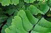 Adiantum pedatum, leaves