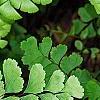 Adiantum pedatum, leaves