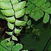 Adiantum pedatum, leaves