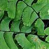 Adiantum pedatum, leaves
