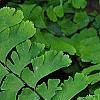 Adiantum pedatum, leaves