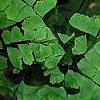 Adiantum pedatum, leaves