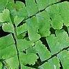 Adiantum pedatum, leaves
