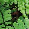 Adiantum pedatum, leaves