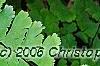 Adiantum pedatum, leaves