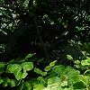 Adiantum peruvianum, habit